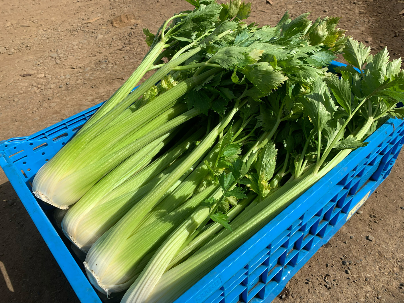 採れたて野菜を仕入れに