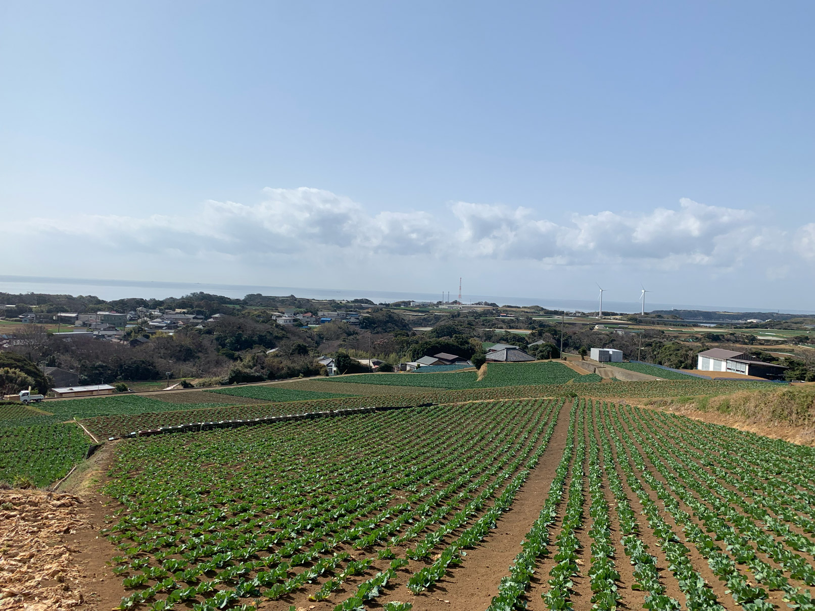 採れたて野菜を仕入れに