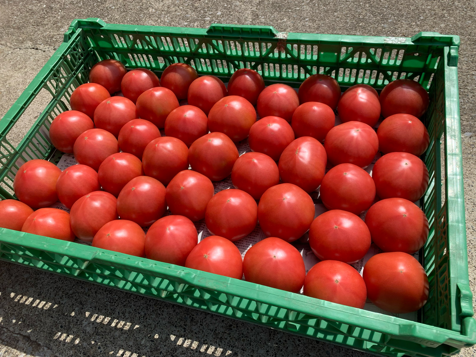 採れたて野菜を仕入れに