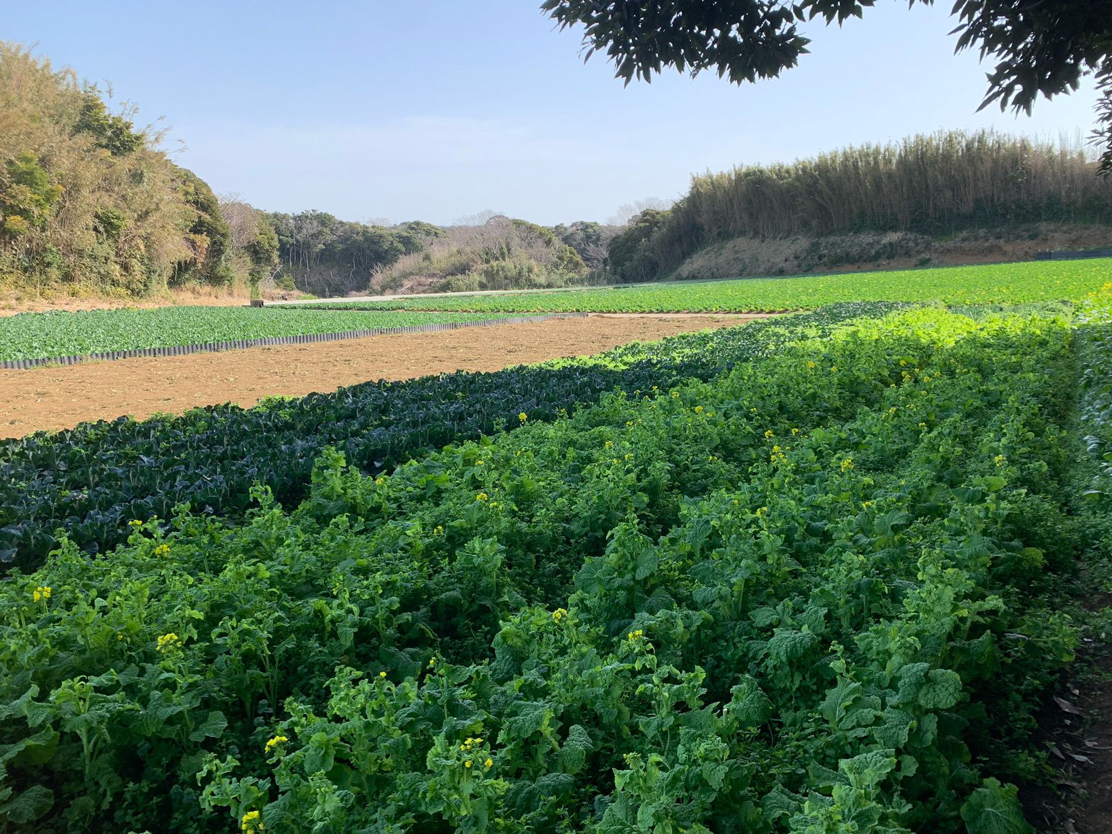 採れたて野菜を仕入れに