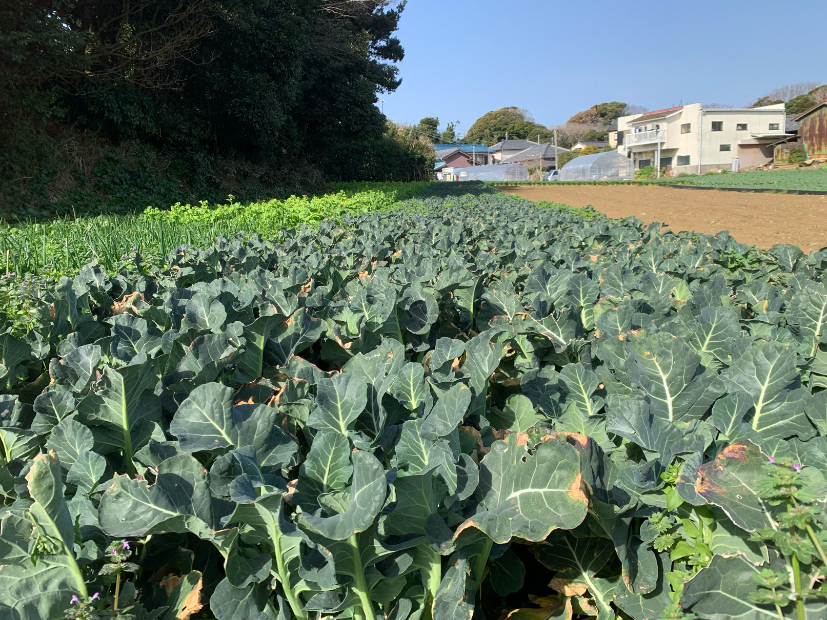 採れたて野菜を仕入れに