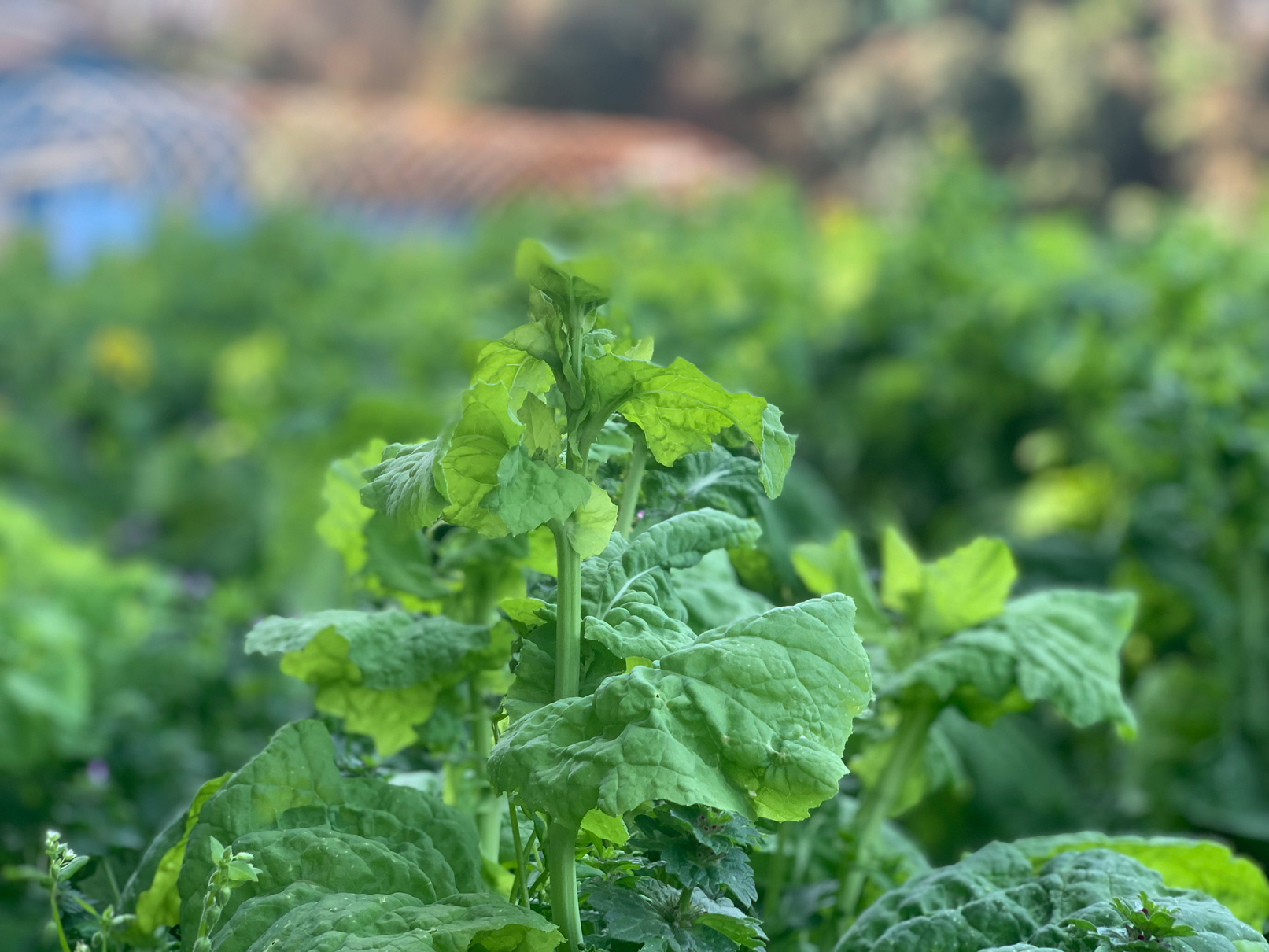 採れたて野菜を仕入れに